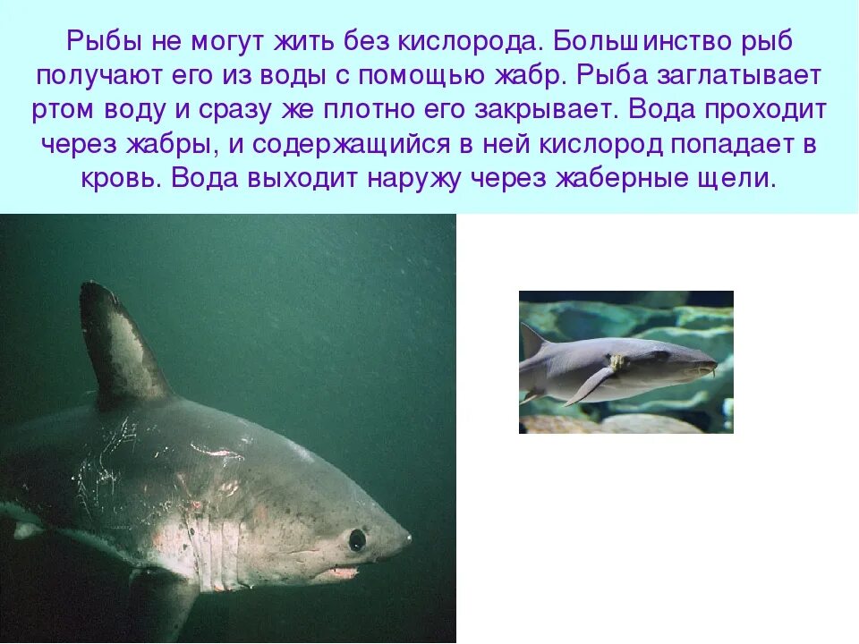 Почему рыбы живут в воде. Рыба которая живет без воды. Рыбы обитающие в воде. Существа живущие без кислорода. Рыба которая живет без кислорода.