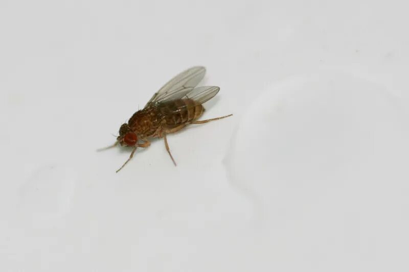 Муха мошка. Личинки мушек, сциариды. Летающие насекомые в квартире. Мелкие мухи.