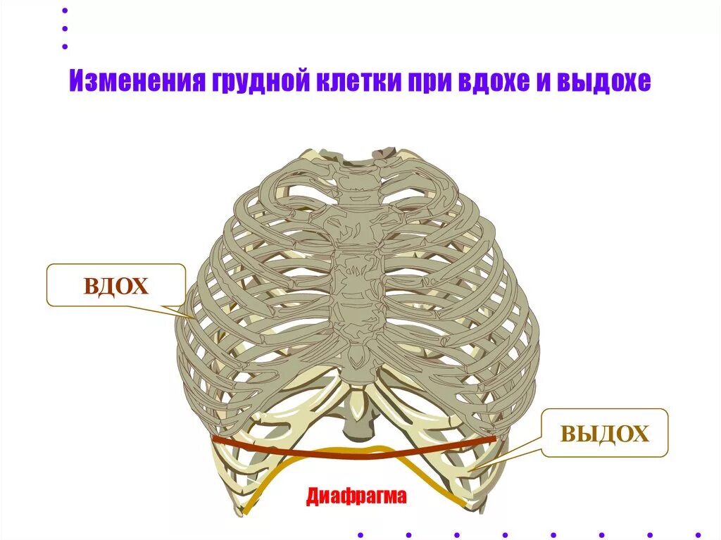 Грудная клетка вдох. Грудная клетка на вдохе и выдохе. Изменения грудной клетки. Грудная клетка при вдохе.