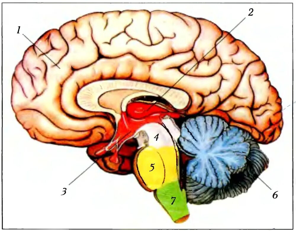 Тест по теме мозг 8 класс. Строение головного мозга биология 8. Головной мозг биология 8 класс мозжечок. Шесть отделов головного мозга. Зачет по строению головного мозга.