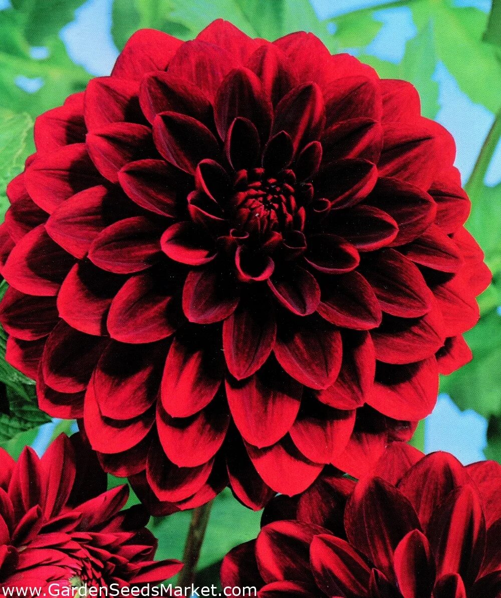 Георгин найт. Георгин dahlia arabian night. георгин декоративный арабиан найт. сорт георгин арабиан найт.