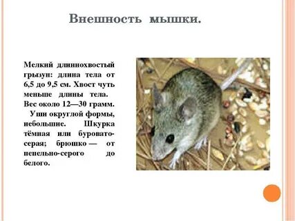 Длинна мышки