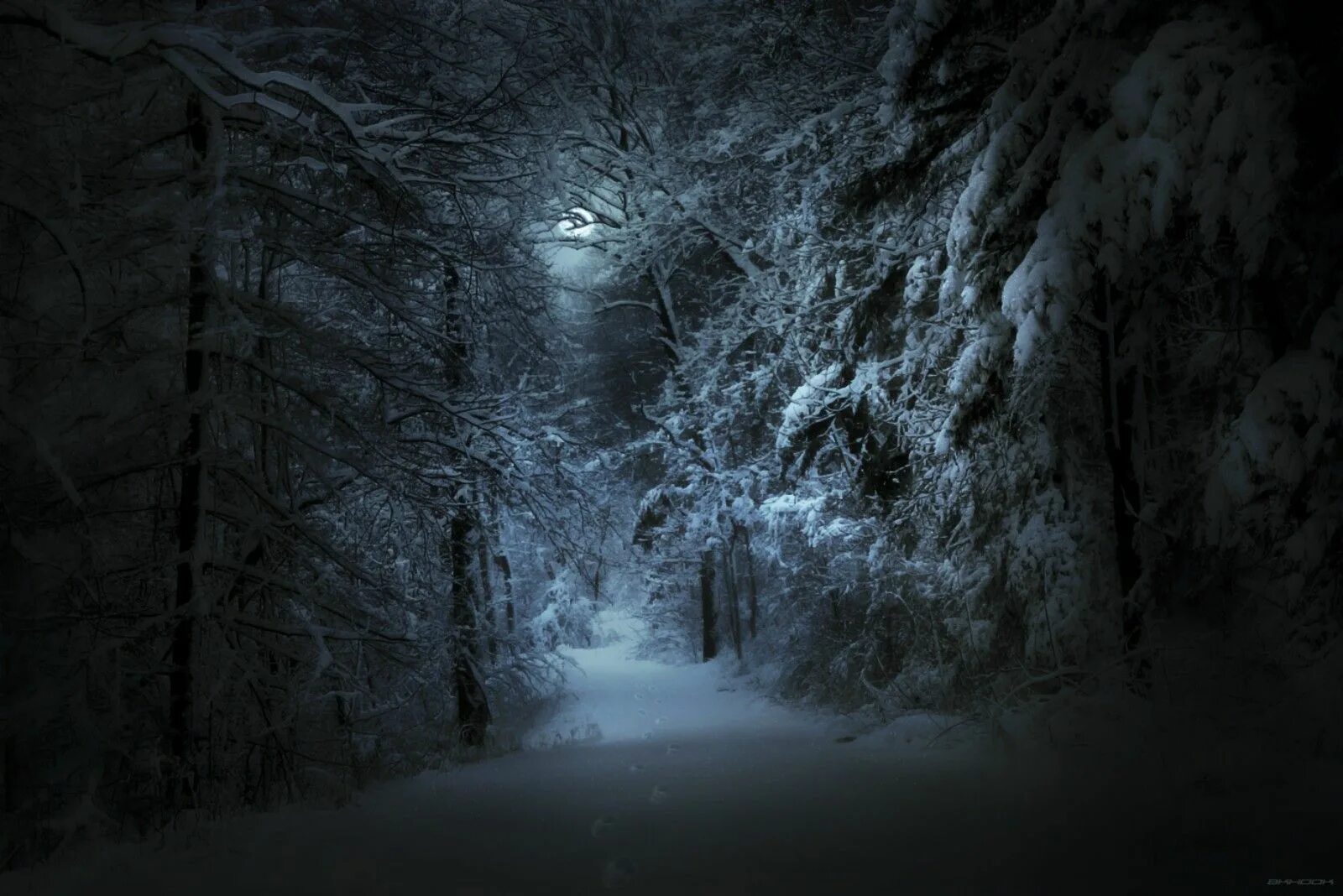 Мрачный снег. Мрачный зимний лес. Ночной зимний лес. Зима ночь. Страшный зимний лес.