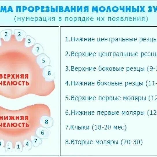 В 8 лет лезут зубы. В 8 лет лезут зубы