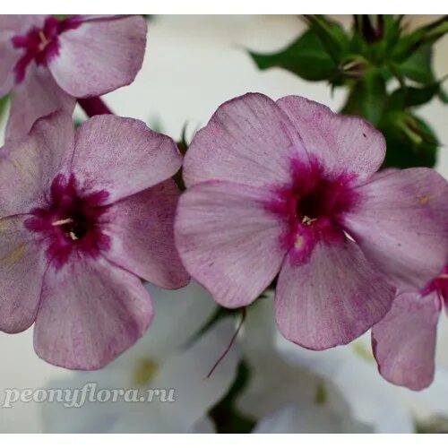 флокс друммонда смесь. флокс гобелен. флокс гобелен. флокс друммонда гобелен. флокс гобелен на подоконнике.