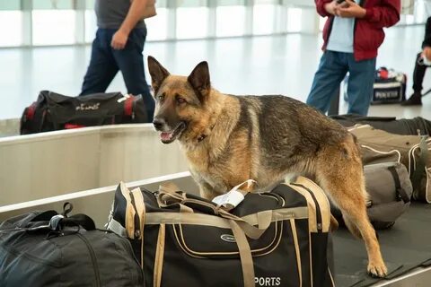 Собака в аэропорту