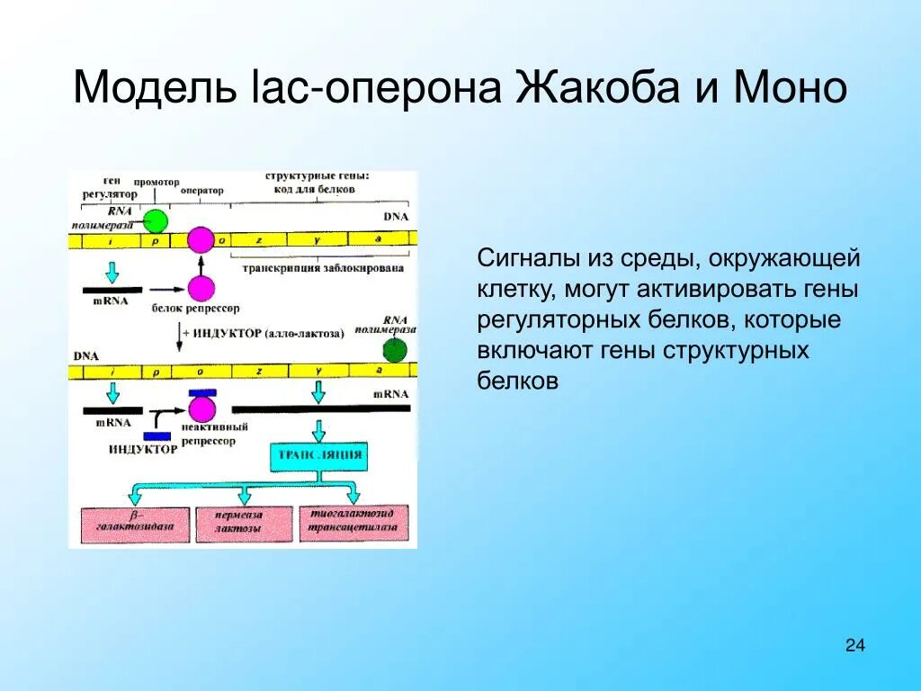 Модель оперона Жакоба и моно. Схема регуляции Lac-оперона (схема Жакоба-моно).. Оперон. Схема регуляции Lac-оперона (схема Жакоба-моно).. Лактозный оперон схема Жакоба.