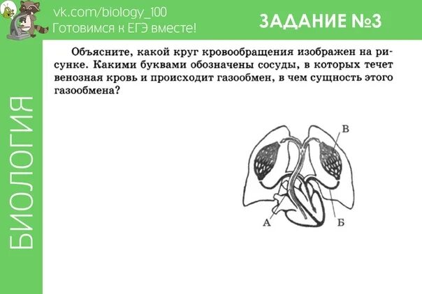 ЕГЭ по биологии. ЕГЭ биология задания. Лёгкие задания по биологии. Задания с рисунком на ЕГЭ по биологии.