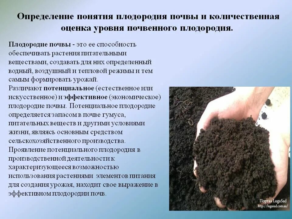 5 определений почвы. Понятие плодородие почвы. состав почвы. повышение плодородия почвы. методы повышения плодородия почвы.