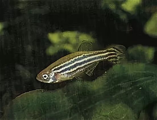 Мальки данио рерио. Данио рерио красный. Рыбка данио рерио. Рыбка рерио 5 букв сканворд. Рыбка рерио 5 букв сканворд.