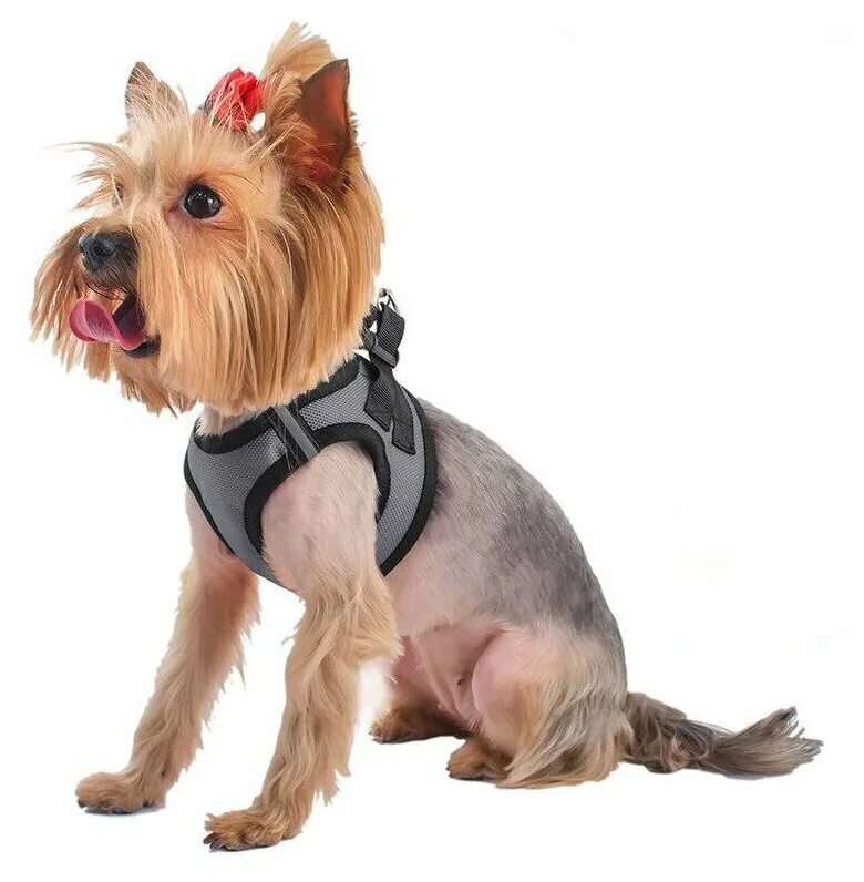 поводок и шлейка для йорка. шлейка для йоркширского терьера. шлейка для йоркширского терьера. ошейник для йорка. ошейник для собак йоркширский терьер.