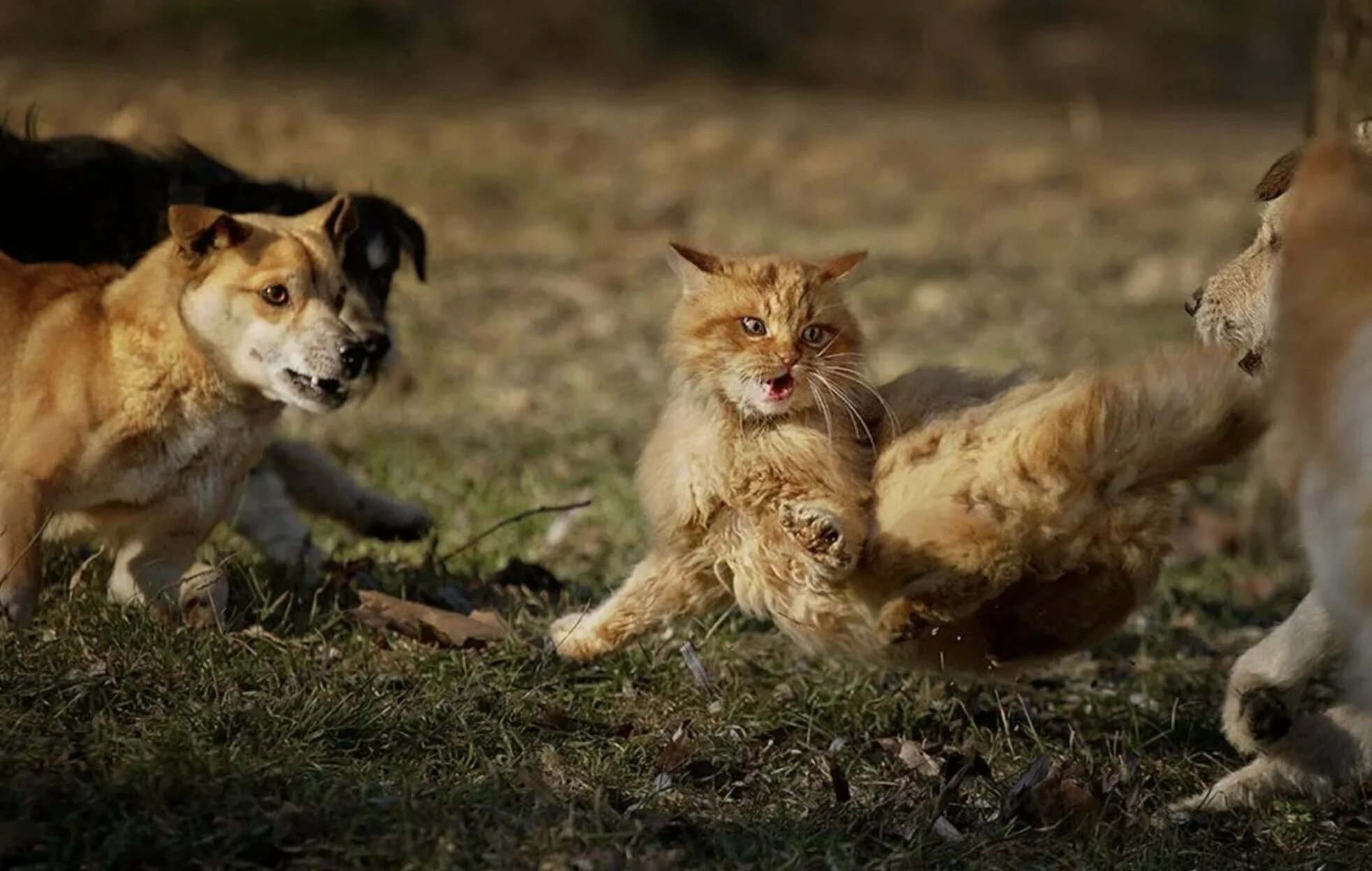 Инстинкт котов. Кот против собаки. Коты дерутся с собаками. Собака охотится на кошку.