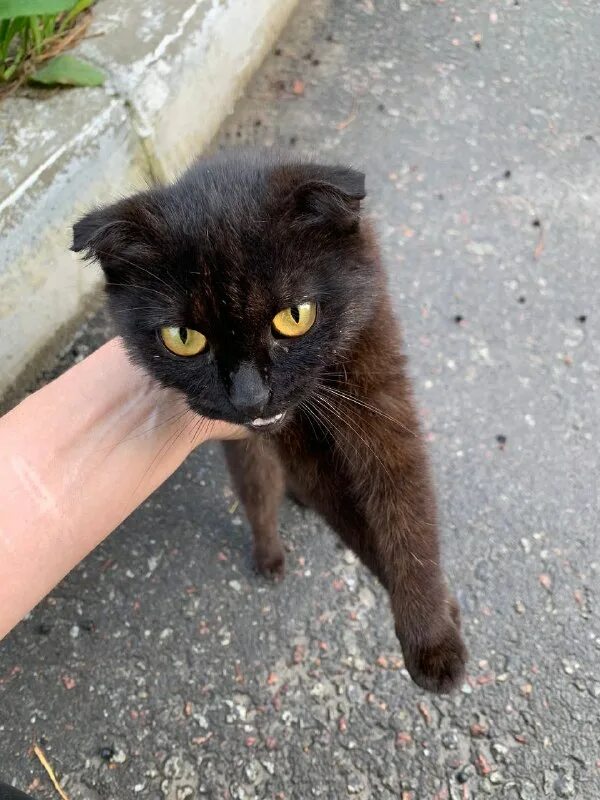 потеряшки брянская область