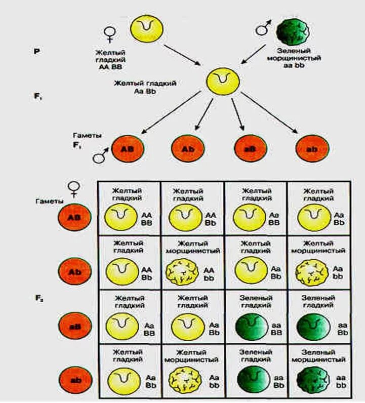 Желтый гладкий горох скрестили. Схема дигибридного скрещивания гороха. Наследование признаков при дигибридном скрещивании. Схема дигибридного скрещивания. Законы Менделя схемы наследования признаков.