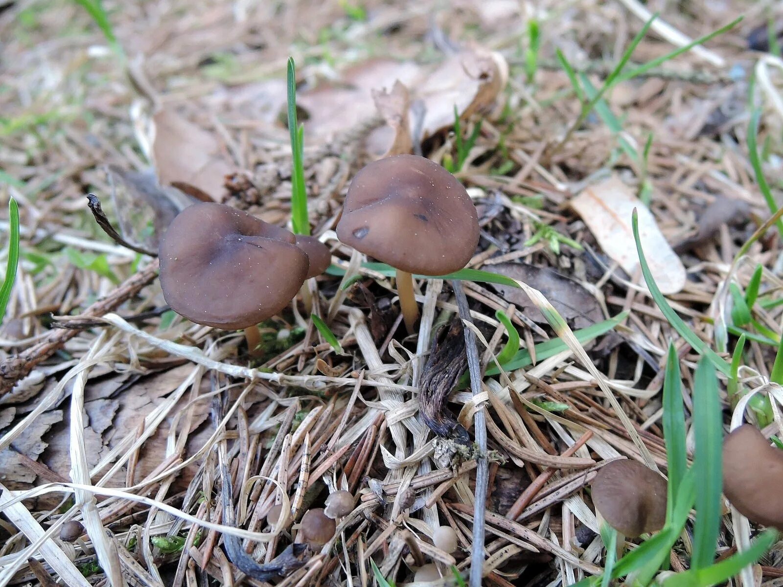 грибы в хвойных лесах. грибы растут в лесу. свинушка гриб съедобный или нет. боровик еловый и сосновый. грибы в ельнике.