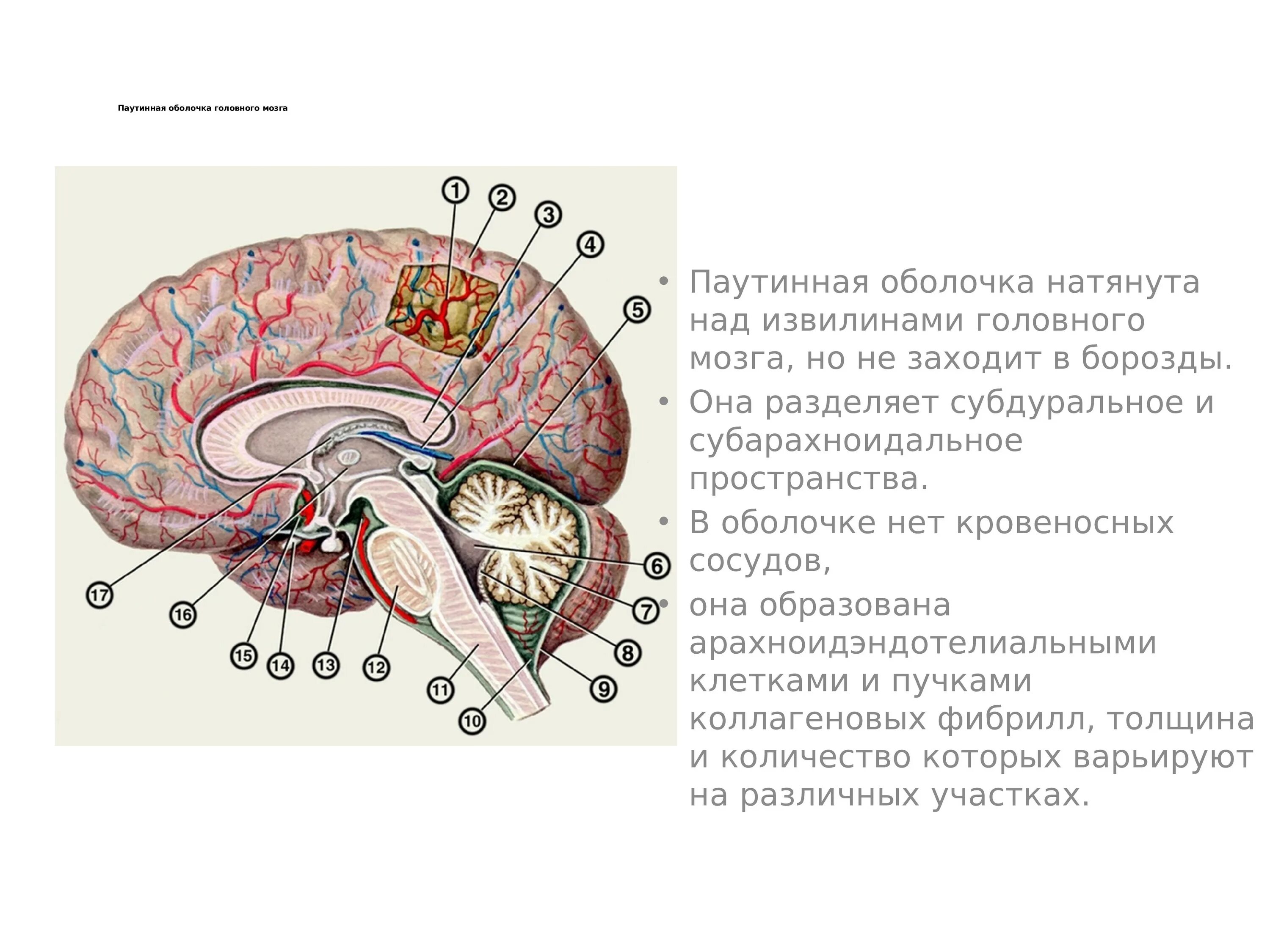 Паутинная оболочка головного мозга. Паутинная оболочка головного мозга анатомия. Паутинная мозговая оболочка. Паутинная оболочка. Твердая мозговая оболочка , мягкая, паутинная головного мозга.