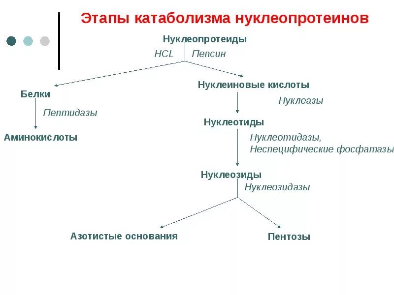 Гидролиз нуклеопротеинов. Общая схема промежуточного обмена нуклеиновых кислот. Схема гидролиза нуклеопротеидов биохимия. Общая схема распада нуклеиновых кислот пищи. Схема катаболизма нуклеиновых кислот.