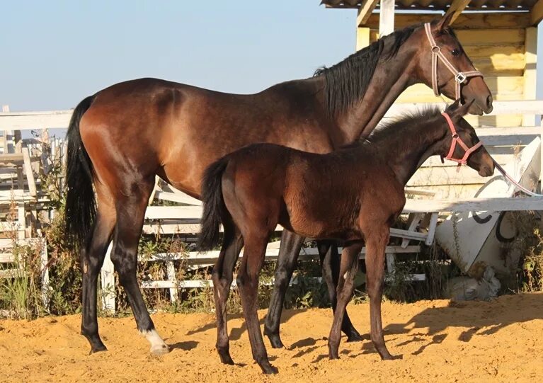 племенной жеребец