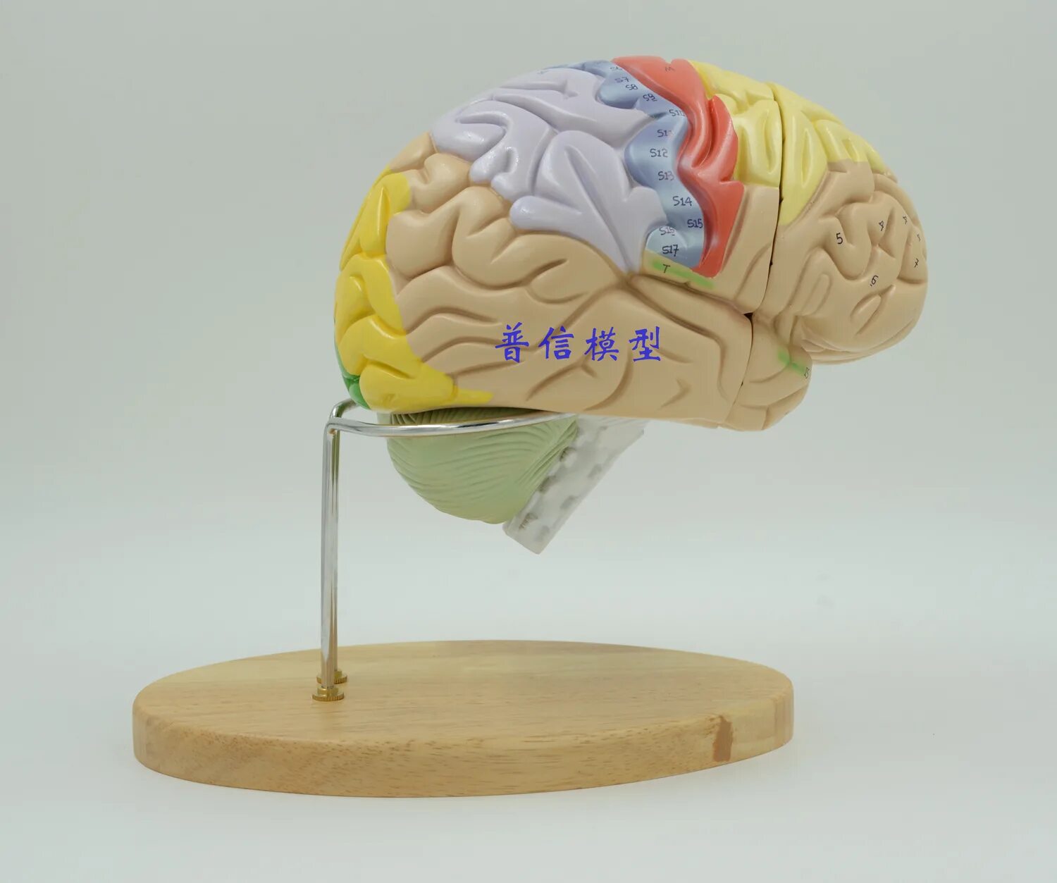 Brain model. Муляж мозга. Мозг человека муляж. Статуэтка мозг. Модель мозга.