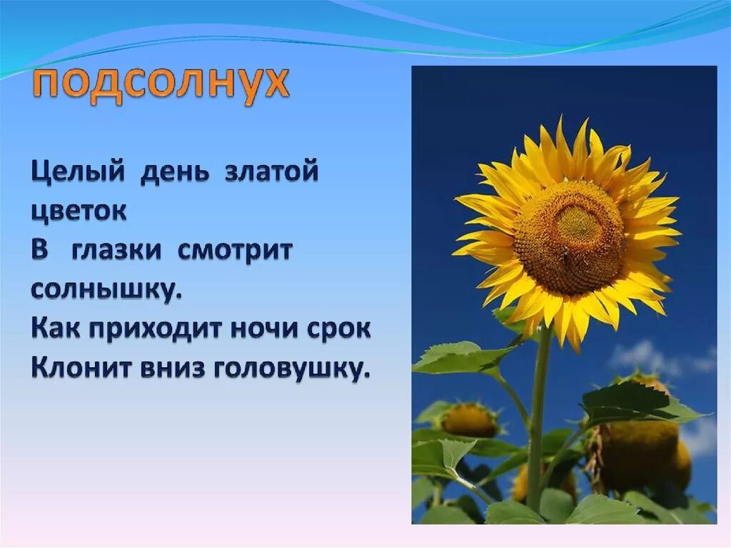 Рассказ цветок солнца. Подсолнух. Подсолнечник информация. Культурное растение подсолнух. Описание подсолнуха.