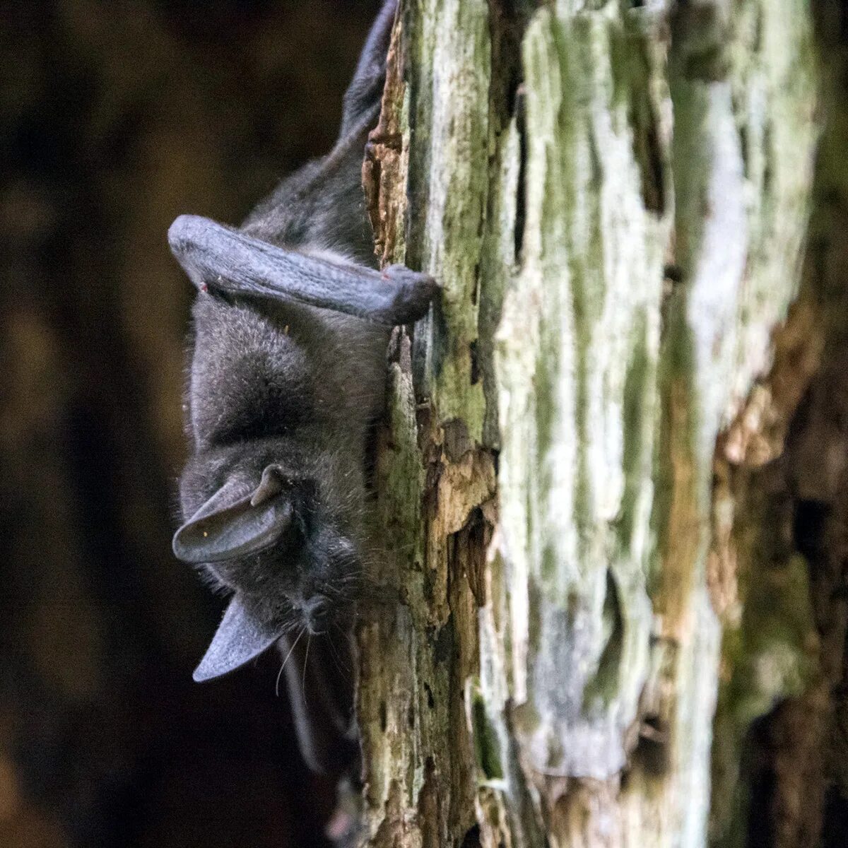 Новозеландская летучая мышь. Новозеландский футлярокрыл. Длиннохвостая летучая мышь chalinolobus tuberculatus. Новозеландский футлярокрыл. Новозеландский футлярокрыл.