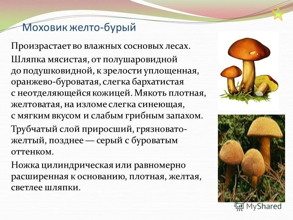 Каковы общие признаки грибов 5