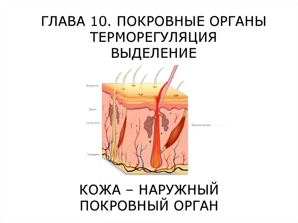 Строение и функции кожи терморегуляция. Покровные органы терморегуляция выделение. Кожа наружный покровный орган. Покровные органы терморегуляция выделение таблица.