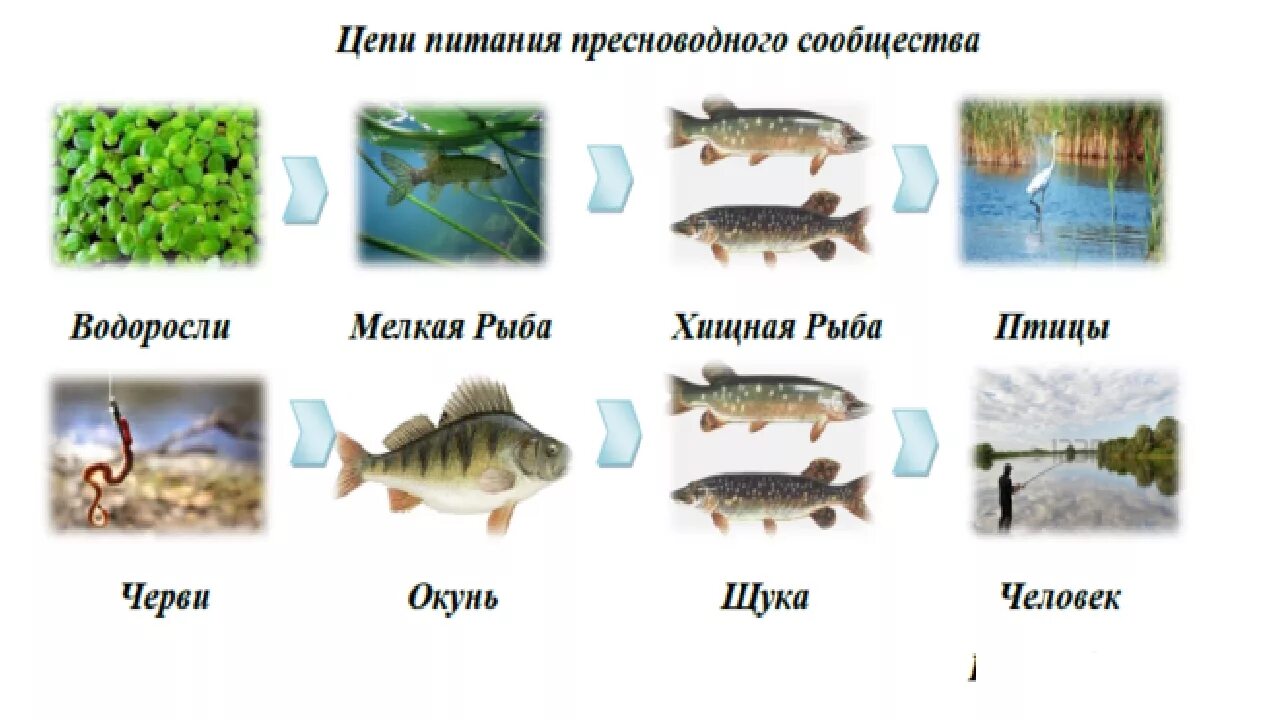 Схема цепи питания пресноводного сообщества 4 класс