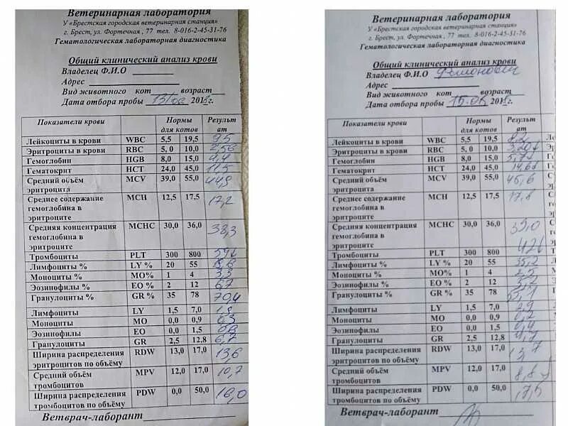 Общий анализ крови hgb. Общий анализ крови PLT. PLT В анализе крови норма. Общий анализ PLT норма. Общий анализ крови PLT расшифровка.