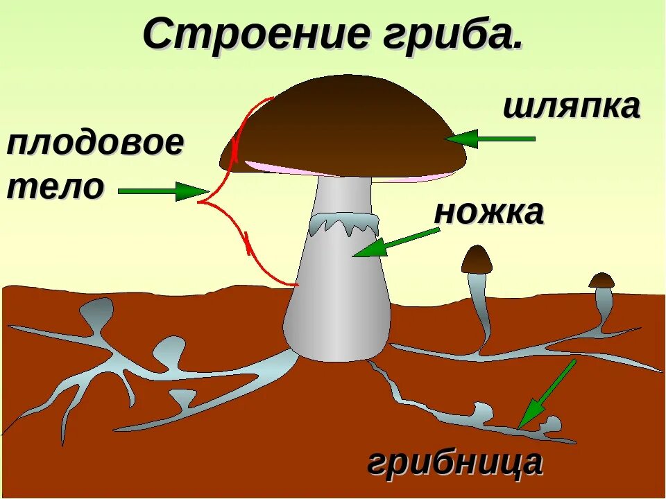 Звуковая схема гриб 1 класс Объятия схема слова цветная