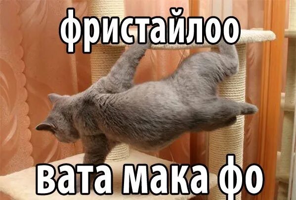 Ффристайло ракамакафо. Бомфанк мс фристайл. Астакус астакус. Рака рака фо песня. Рака рака фо песня.