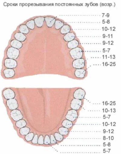 Схема прорезывания коренных зубов. Зубы схема прорезывания коренных зубов. Схема прорезывания постоянных зубов у детей по возрасту. Прорезывание зубов моляров.