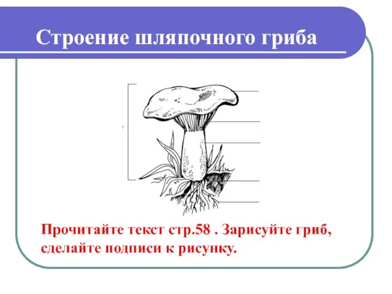 Строение шляпочного гриба строение. Строение шляпочного гриба 5. Грибы строение шляпочных грибов. Схема строения шляпочного гриба 5 класс.