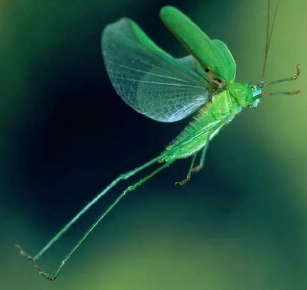 Кузнечик Синекрылка. Саранча насекомое. Зеленое насекомое с крыльями. Летающий кузнечик.