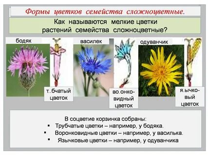 Культурные цветы примеры