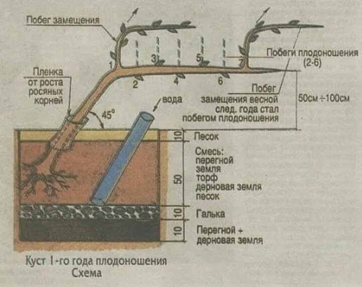 Посадка саженцев винограда весной в грунт. Как правильно посадить виноград. Посадка винограда весной саженцами в открытый грунт. Схема посадки саженцев винограда. Правильная посадка саженцев винограда весной в грунт.