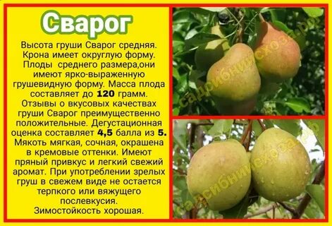 Груша сварог отзывы