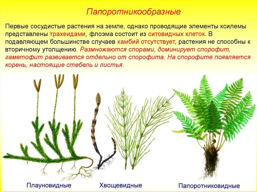 Признаки плаунов 7 класс. Спорофиллы у плауновидных. Плауновидные и Хвощевидные. Плаун булавовидный колоски. Папоротниковидные Хвощевидные и Плауновидные растения.