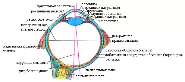 Задний полюс глаза. Внутренняя ось глазного яблока. Оси глазного яблока наружную внутреннюю зрительную. Глазное яблоко анатомия передний и задний полюс. Оси глаза анатомия.