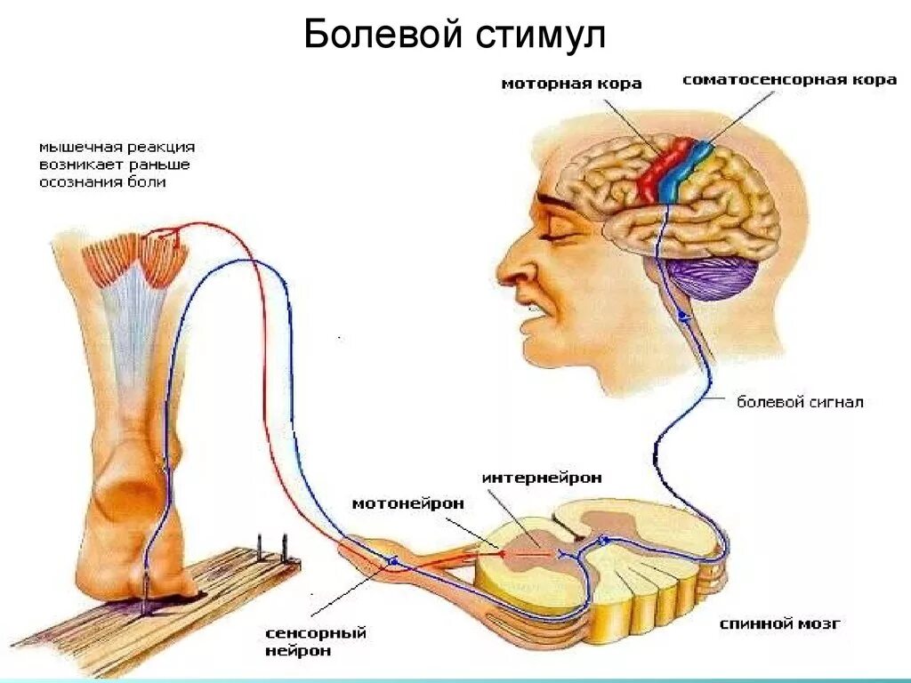Ощущение нерв