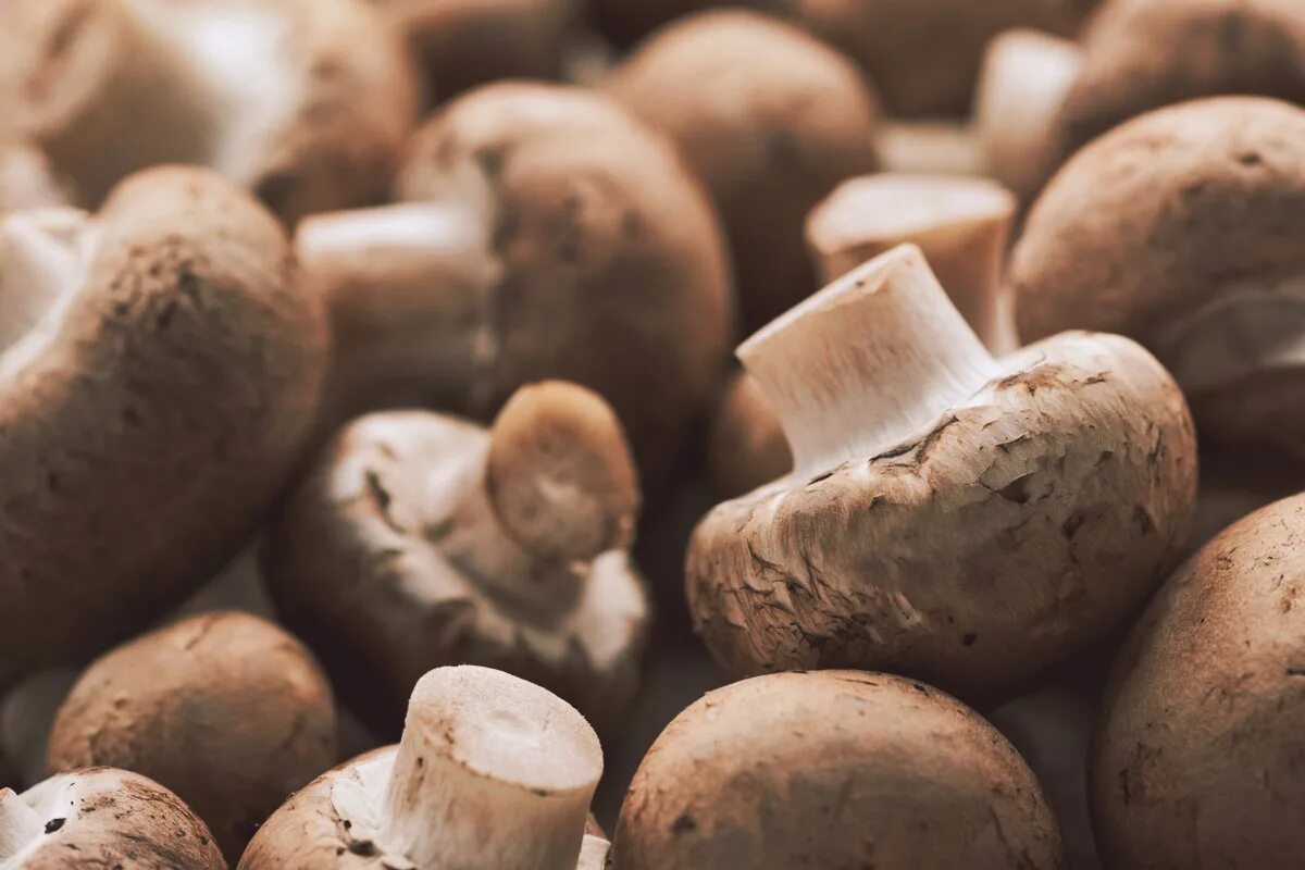 Шампиньон двуспоровый. Грибы лютик шампиньоны. Шампиньон бернарда. Добавь шампиньоны. Шампиньоны.