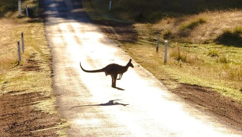 Кот ждёт туристов. Раньше было в Австралии. Animals on the Edge. Most prepared