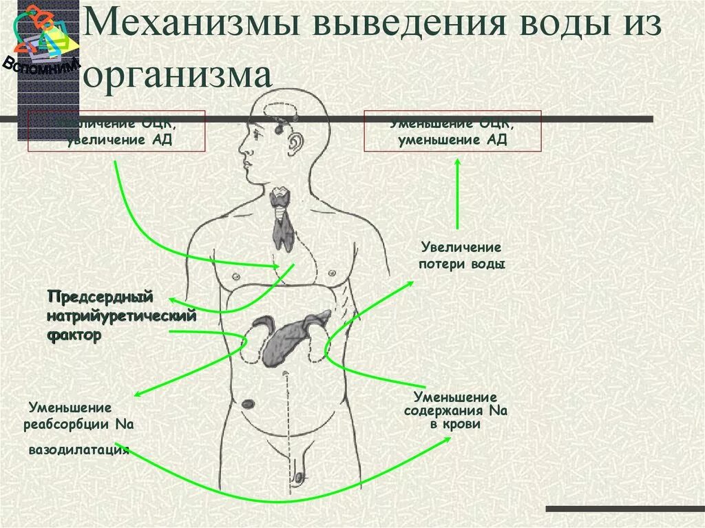 Пути выведения токсинов из организма. Выведение жидкости из организма. Выведение н из организма. Точки для выведения жидкости из организма. Как убрать воду из тела