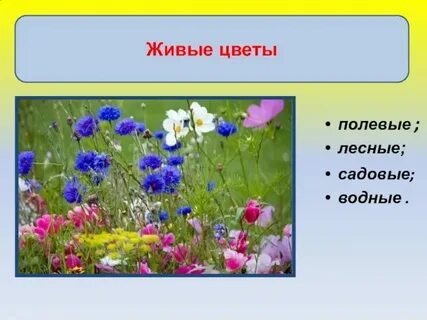 Песня 1 полевой