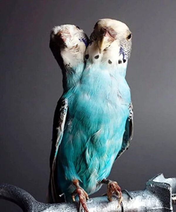 Двуглавые животные. Двуглавые животные. Сиамские близнецы черепахи. Дувух головые животные. Животныесдвумчголовами.