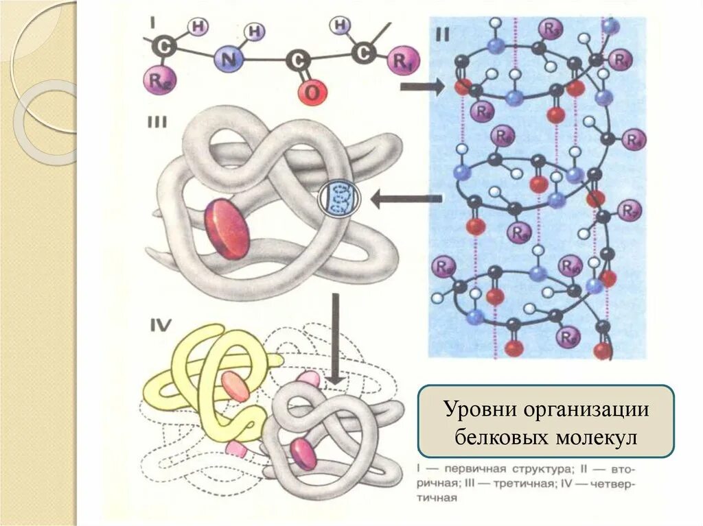 Строение белка уровни организации белковой молекулы. Уровни структурной организации белковых молекул. Уровни структурной организации белковой молекулы. Структурные уровни организации молекулы белка. Молекула белка уровни организации белковой молекулы