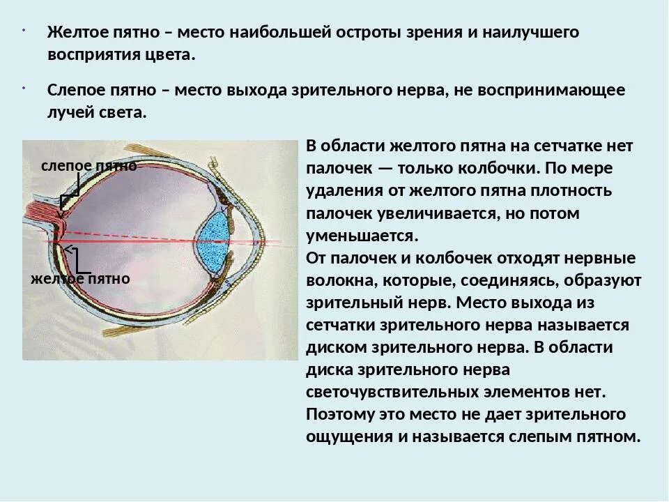 Место выхода зрительного нерва не воспринимающее лучей. Сетчатка слепое пятно функции. Строение глаза желтое пятно слепое пятно. Жёлтое пятно и слепое глаза функции строение. Строение и функции желтое пятно и слепое пятно.