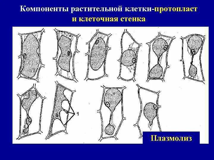 Время плазмолиза. Уголковая форма плазмолиза. Уголковый плазмолиз. Плазмолиз клетки. Вогнутый плазмолиз.