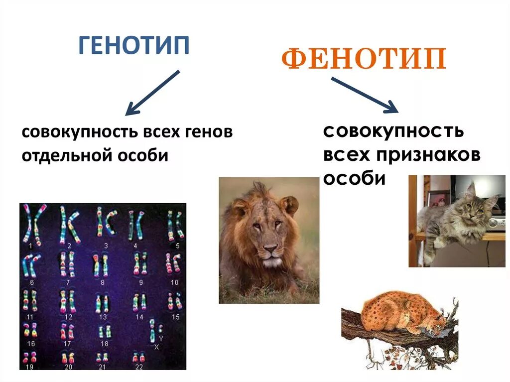 Генотип. Генотип пример. Генотип и фенотип примеры. Генотип это в биологии.