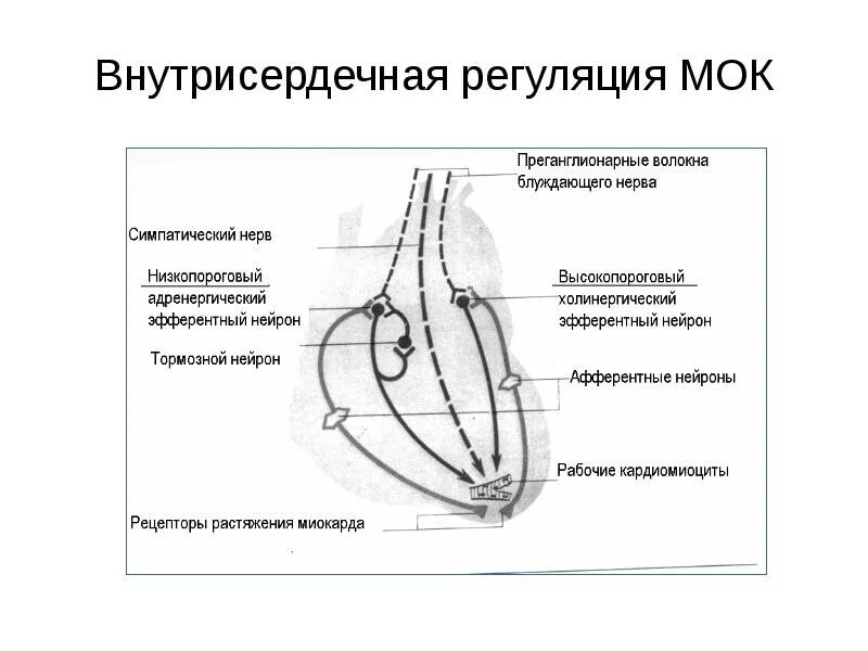 Внутрисердечная регуляция деятельности сердца физиология. Интракардиальная нервная регуляция деятельности сердца. Схема механизмы регуляции деятельности сердца. Внутрисердечные механизмы регуляции деятельности сердца.